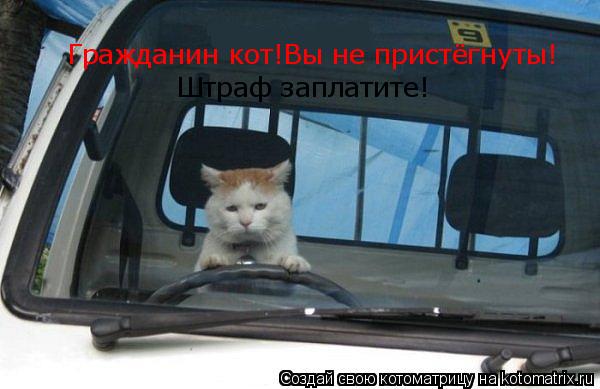 Гражданин кот!Вы не пристёгнуты! Штраф заплатите!... Котоматрица: Гражданин кот!Вы не пристёгнуты! Штраф заплатите!