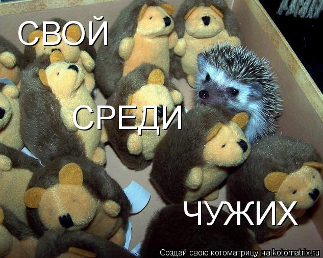 СВОЙ СРЕДИ ЧУЖИХ... Котоматрица: СВОЙ СРЕДИ ЧУЖИХ