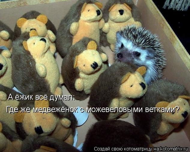А ёжик всё думал: Где же медвежёнок с можевеловыми ветками?... Котоматрица: А ёжик всё думал: Где же медвежёнок с можевеловыми ветками?