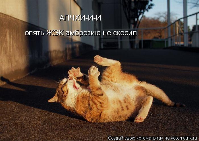 АПЧХИ-И-И опять ЖЭК амброзию не скосил.... Котоматрица: АПЧХИ-И-И опять ЖЭК амброзию не скосил.