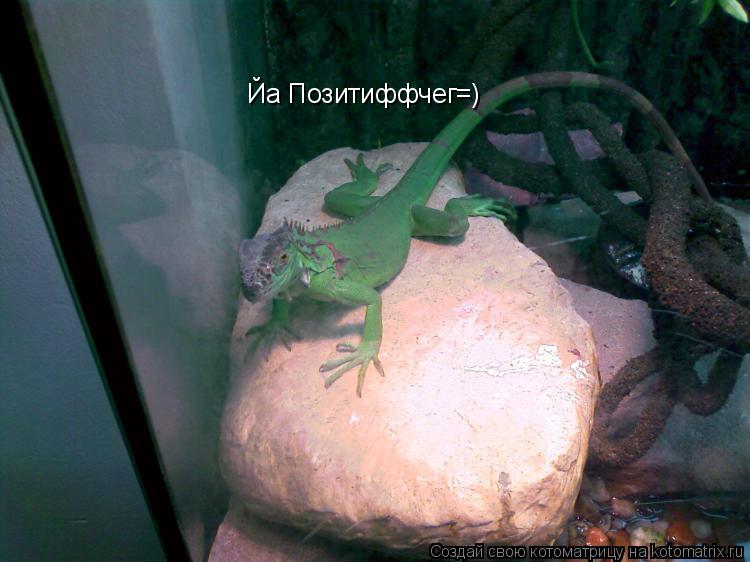 Йа Позитиффчег=)... Котоматрица: Йа Позитиффчег=)
