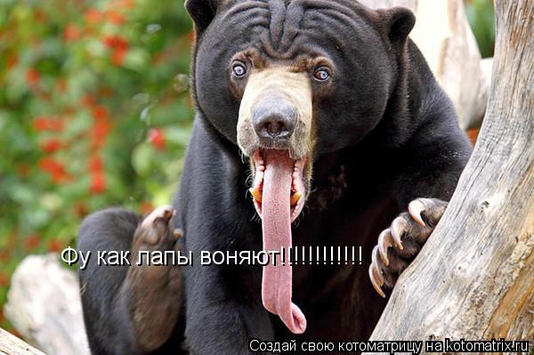 Фу как лапы воняют!!!!!!!!!!!!... Котоматрица: Фу как лапы воняют!!!!!!!!!!!!