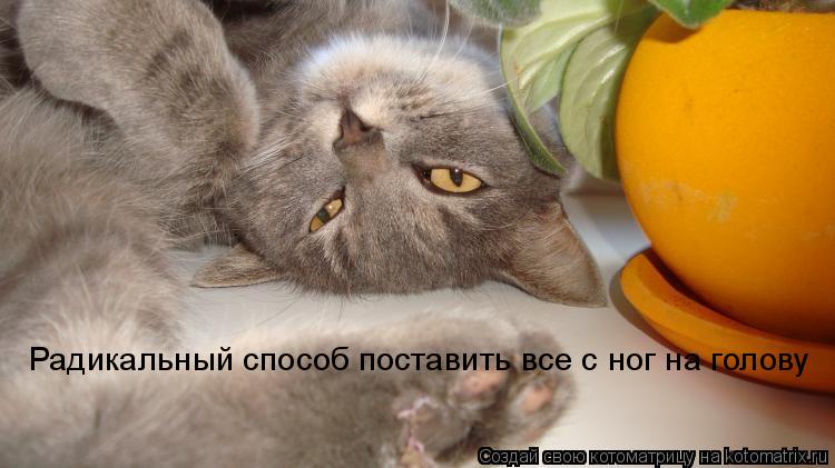 Радикальный способ поставить все с ног на голову... Котоматрица: Радикальный способ поставить все с ног на голову