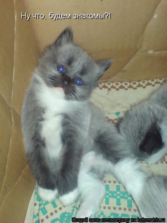 Ну что, будем знакомы?!... Котоматрица: Ну что, будем знакомы?!