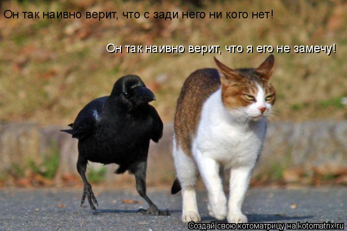 Он так наивно верит, что с зади него ни кого нет! Он так наивно верит, что я его не замечу!... Котоматрица: Он так наивно верит, что с зади него ни кого нет! Он так наивно верит, что я его не замечу!