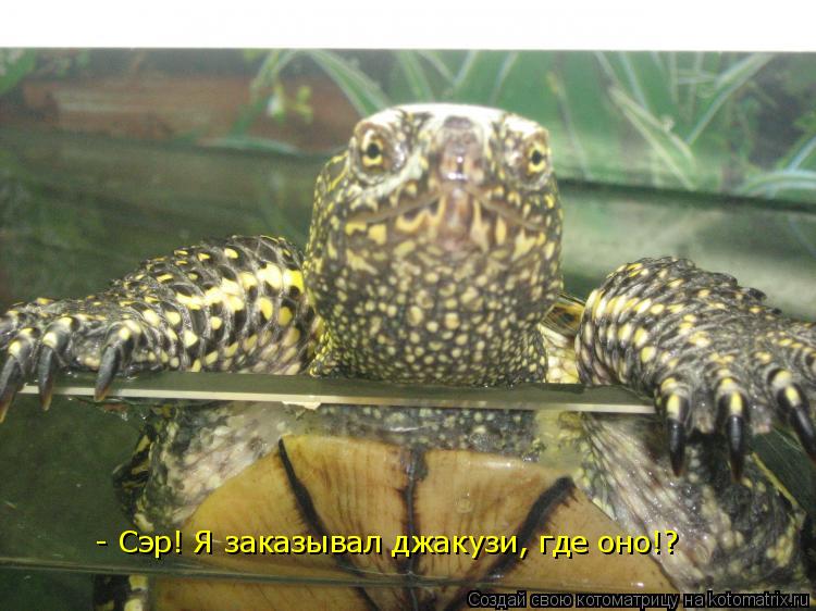 - Сэр! Я заказывал джакузи, где оно!?... Котоматрица: - Сэр! Я заказывал джакузи, где оно!?