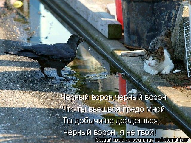 Черный ворон,черный ворон, Что ты вьешься надо мной? Ты добычи не дождешься, Черный ворон, я не твой!... Котоматрица: Черный ворон,черный ворон, Что ты вьешься надо мной? Ты добычи не дождешься, Черный ворон, я не твой! Черный ворон,черный ворон, Что ты вьешьс