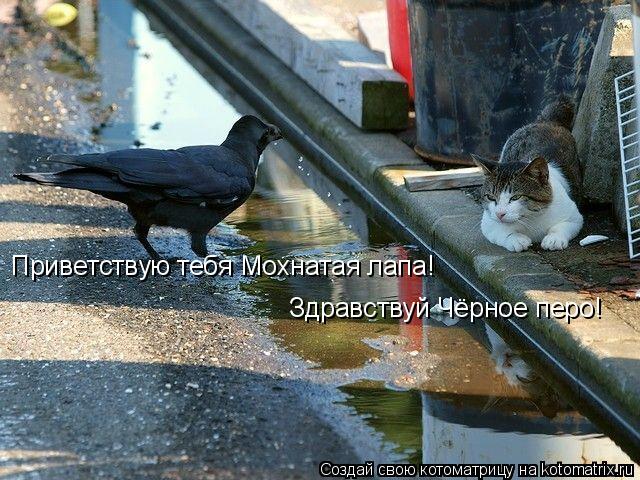 Здравствуй Чёрное перо! Приветствую тебя Мохнатая лапа!... Котоматрица: Здравствуй Чёрное перо! Приветствую тебя Мохнатая лапа!