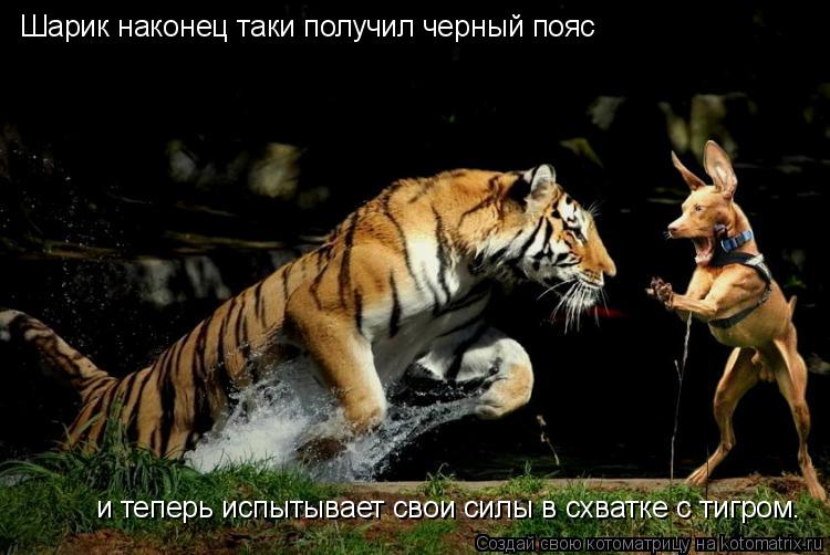Котоматрица: и теперь испытывает свои силы в схватке с тигром. Шарик наконец таки получил черный пояс