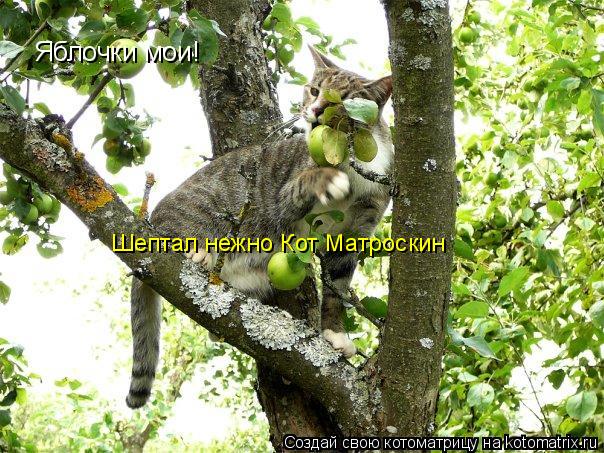 Яблочки мои! Шептал нежно Кот Матроскин... Котоматрица: Яблочки мои! Шептал нежно Кот Матроскин