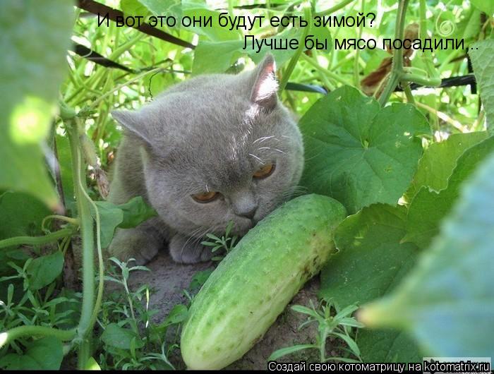 Котоматрица: И вот это они будут есть зимой? Лучше бы мясо посадили...