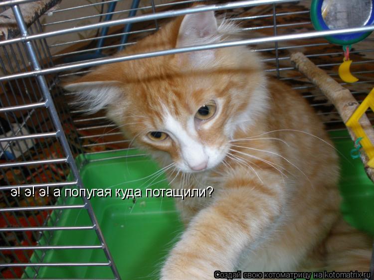 э! э! э! а попугая куда потащили?... Котоматрица: э! э! э! а попугая куда потащили?