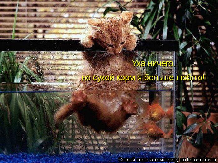Котоматрица: Уха ничего..  но сухой корм я больше люблю!!