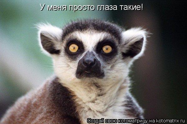 У меня просто глаза такие!... Котоматрица: У меня просто глаза такие!