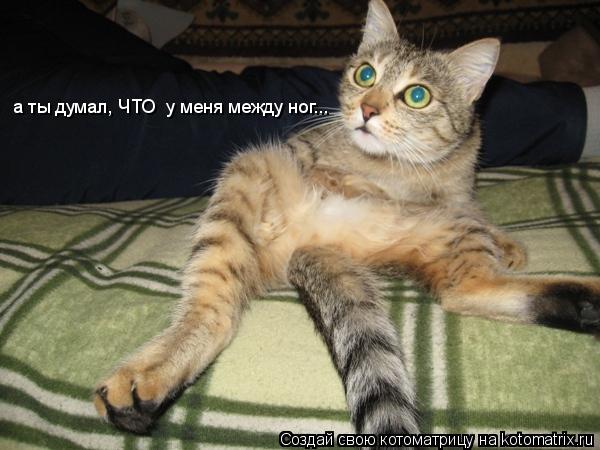 а ты думал, ЧТО у меня между ног...... Котоматрица: а ты думал, ЧТО у меня между ног...