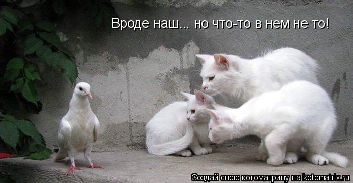 Вроде наш... но что-то в нем не то!... Котоматрица: Вроде наш... но что-то в нем не то!