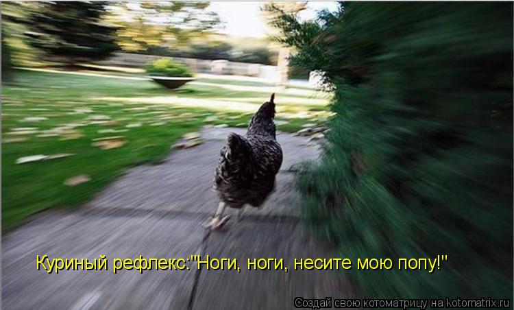 Куриный рефлекс:"Ноги, ноги, несите мою попу!"... Котоматрица: Куриный рефлекс:"Ноги, ноги, несите мою попу!"
