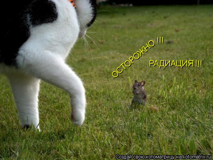 ОСТОРОЖНО РАДИАЦИЯ !!! !!!... Котоматрица: ОСТОРОЖНО РАДИАЦИЯ !!! !!!