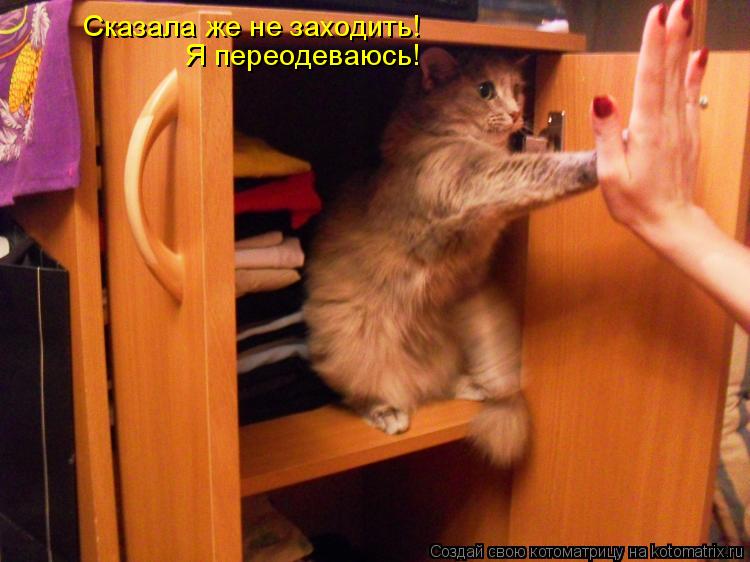Сказала же не заходить! Я переодеваюсь!... Котоматрица: Сказала же не заходить! Я переодеваюсь!
