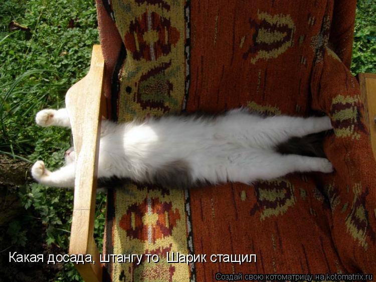 Какая досада, штангу то Шарик стащил... Котоматрица: Какая досада, штангу то Шарик стащил