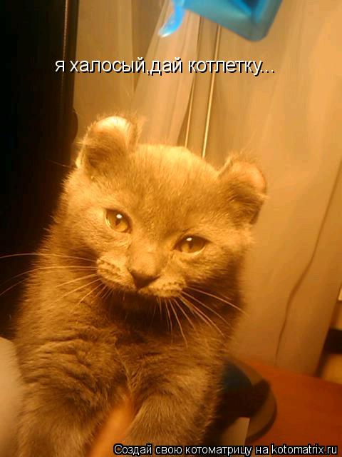 я халосый,дай котлетку...... Котоматрица: я халосый,дай котлетку...
