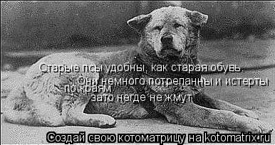 Старые псы удобны как, Старые псы удобны, как старая обувь. Они немного потрепанны и истерты зато нег... Котоматрица: Старые псы удобны как, Старые псы удобны, как старая обувь. Они немного потрепанны и истерты зато негде не жмут по краям