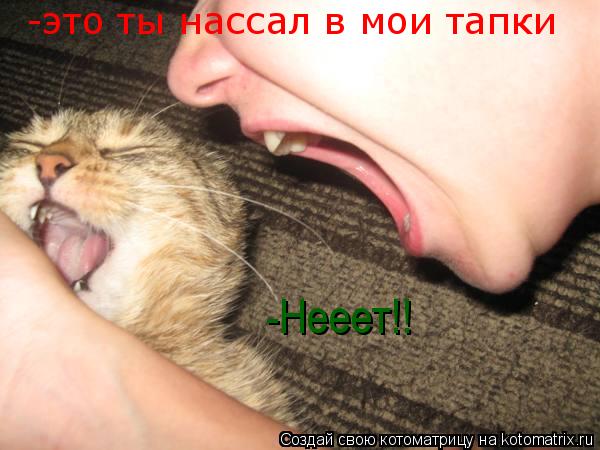 Котоматрица: -это ты нассал в мои тапки -Нееет!!