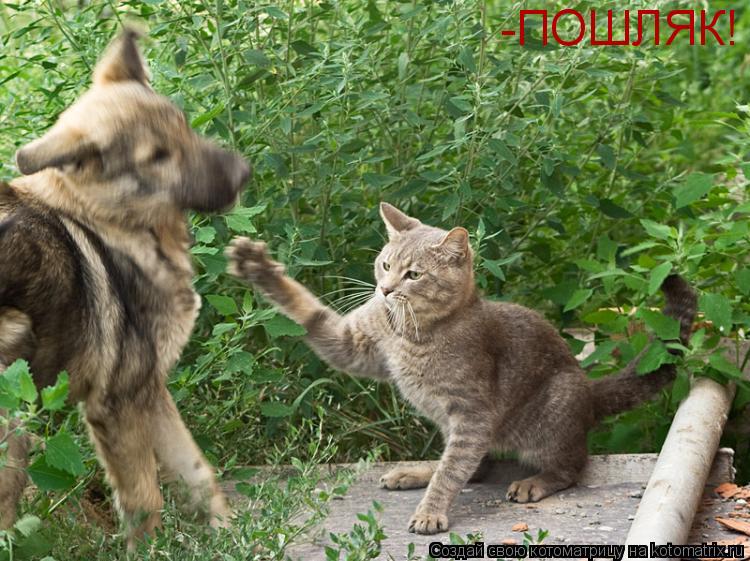 Котоматрица: -ПОШЛЯК!