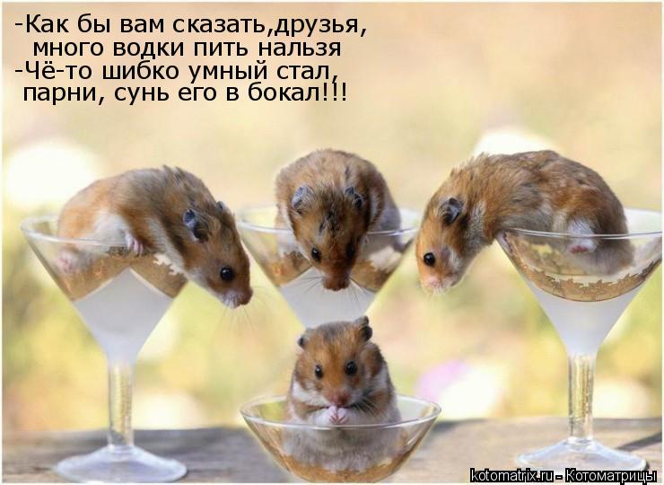 Котоматрица: -Как бы вам сказать,друзья, -Как бы вам сказать,друзья,  много водки пить нальзя -Чё-то шибко умный стал, парни, сунь его в бокал!!!