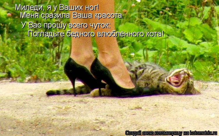 Котоматрица: Миледи, я у Ваших ног! Меня сразила Ваша красота У Вас прошу всего чуток: Погладьте бедного влюблённого кота!