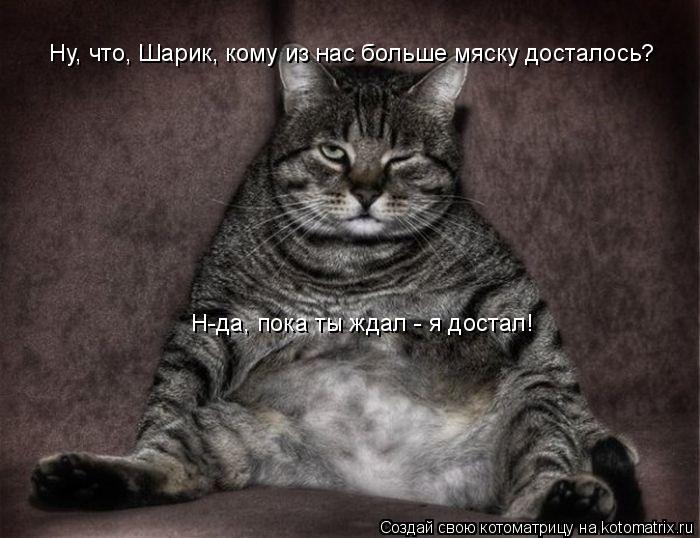 Котоматрица: Ну, что, Шарик, кому из нас больше мяску досталось? Н-да, пока ты ждал - я достал!