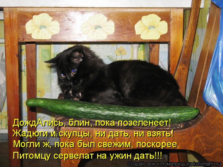 ДождАлись, блин, пока позеленеет! Жадюги и скупцы, ни дать, ни взять! Могли ж, пока был свежим, поско... Котоматрица: ДождАлись, блин, пока позеленеет! Жадюги и скупцы, ни дать, ни взять! Могли ж, пока был свежим, поскорее Питомцу сервелат на ужин дать!!!