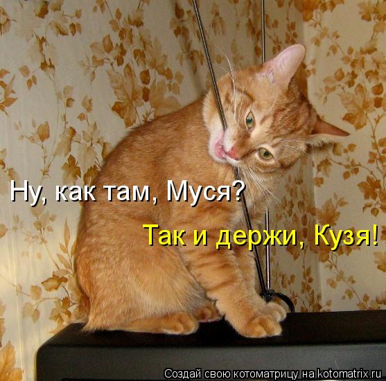 Ну, как там, Муся? Так и держи, Кузя!... Котоматрица: Ну, как там, Муся? Так и держи, Кузя!