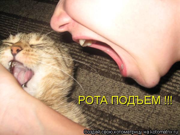 РОТА ПОДЪЕМ !!!... Котоматрица: РОТА ПОДЪЕМ !!!