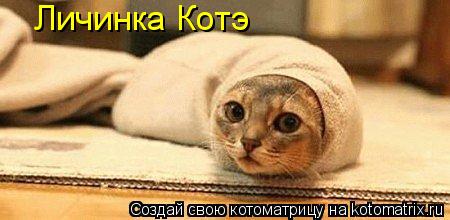 Личинка Котэ... Котоматрица: Личинка Котэ