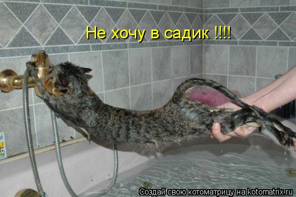 Не хочу в садик !!!!... Котоматрица: Не хочу в садик !!!!