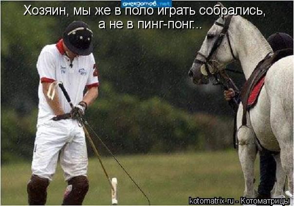 Хозяин, мы же в поло играть собрались, а не в пинг-понг...... Котоматрица: Хозяин, мы же в поло играть собрались, а не в пинг-понг...