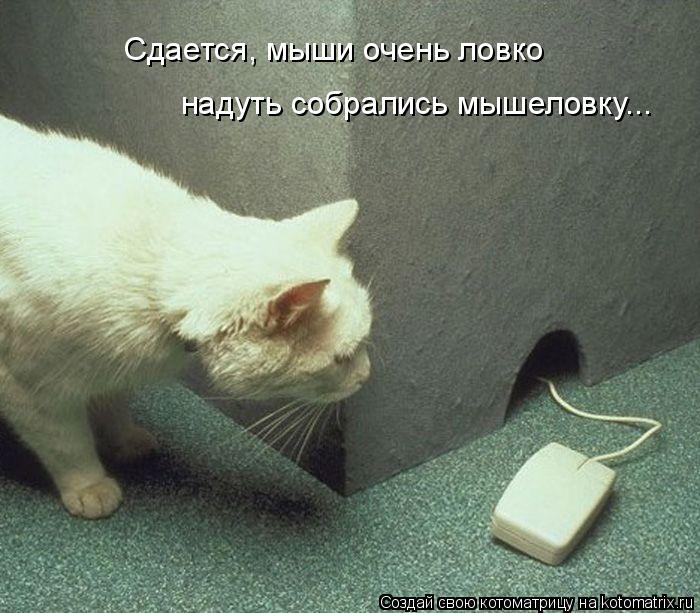Сдается, мыши очень ловко надуть собрались мышеловку...... Котоматрица: Сдается, мыши очень ловко надуть собрались мышеловку...