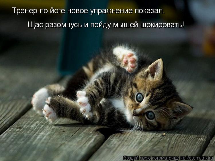 Тренер по йоге новое упражнение показал. Щас разомнусь и пойду мышей шокировать!... Котоматрица: Тренер по йоге новое упражнение показал. Щас разомнусь и пойду мышей шокировать!