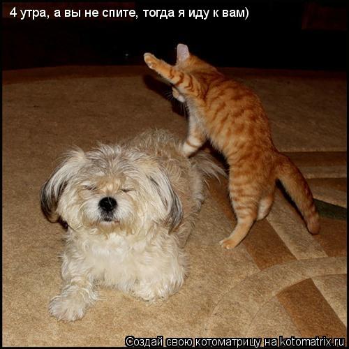 4 утра, а вы не спите, тогда я иду к вам)... Котоматрица: 4 утра, а вы не спите, тогда я иду к вам)