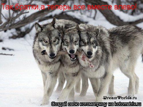 Так,братки,а теперь все вместе влево!... Котоматрица: Так,братки,а теперь все вместе влево!