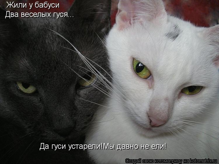 Жили у бабуси Два веселых гуся... Да гуси устарели!Мы давно не ели!... Котоматрица: Жили у бабуси Два веселых гуся... Да гуси устарели!Мы давно не ели!