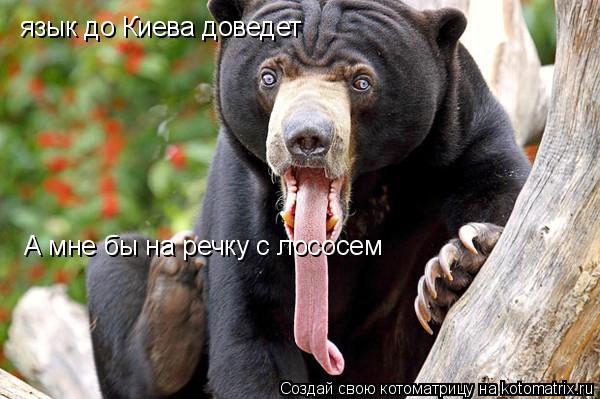 язык до Киева доведет А мне бы на речку с лососем... Котоматрица: язык до Киева доведет А мне бы на речку с лососем
