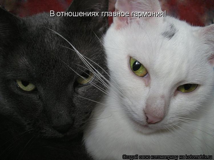 Котоматрица: В отношениях главное гармония!