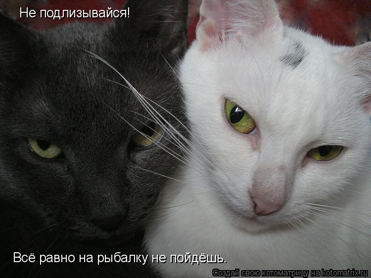 Не подлизывайся! Всё равно на рыбалку не пойдёшь.... Котоматрица: Не подлизывайся! Всё равно на рыбалку не пойдёшь.