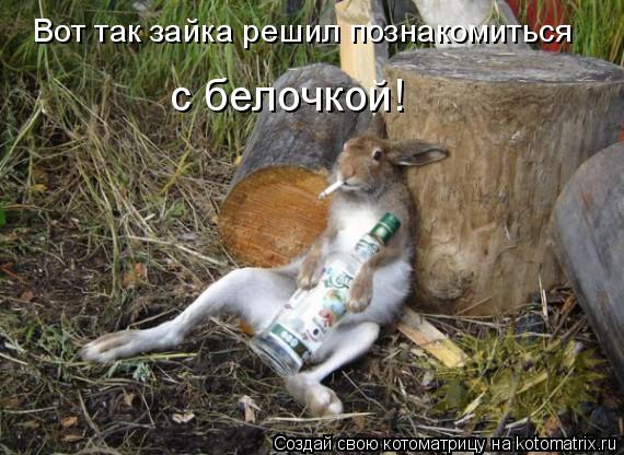 Вот так зайка решил познакомиться с белочкой!... Котоматрица: Вот так зайка решил познакомиться с белочкой!
