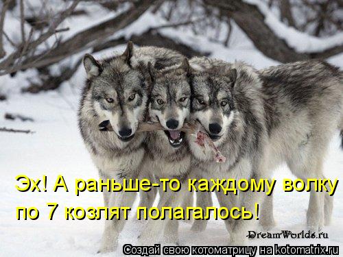 Эх! А раньше-то каждому волку по 7 козлят полагалось!... Котоматрица: Эх! А раньше-то каждому волку по 7 козлят полагалось!