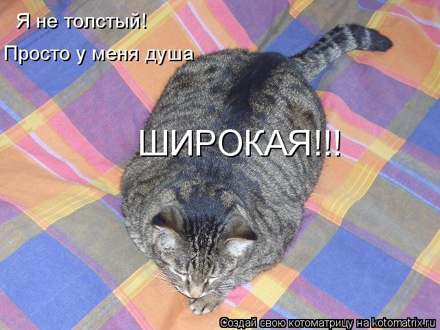 Я не толстый! Просто у меня душа ШИРОКАЯ!!!... Котоматрица: Я не толстый! Просто у меня душа ШИРОКАЯ!!!