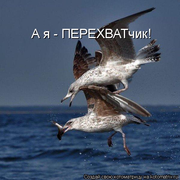 А я - ПЕРЕХВАТчик!... Котоматрица: А я - ПЕРЕХВАТчик!