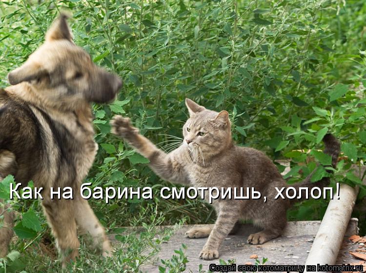 Как на барина смотришь, холоп!... Котоматрица: Как на барина смотришь, холоп!